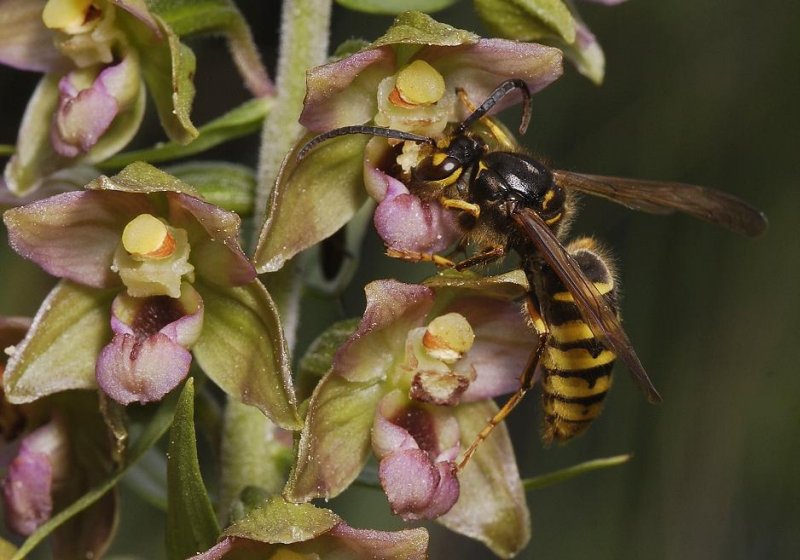 Here pollinating the flower