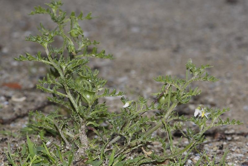 Solanum triflorum.