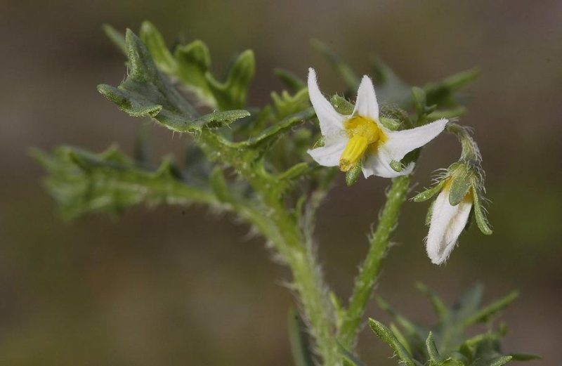 Solanum triflorum. Flower.