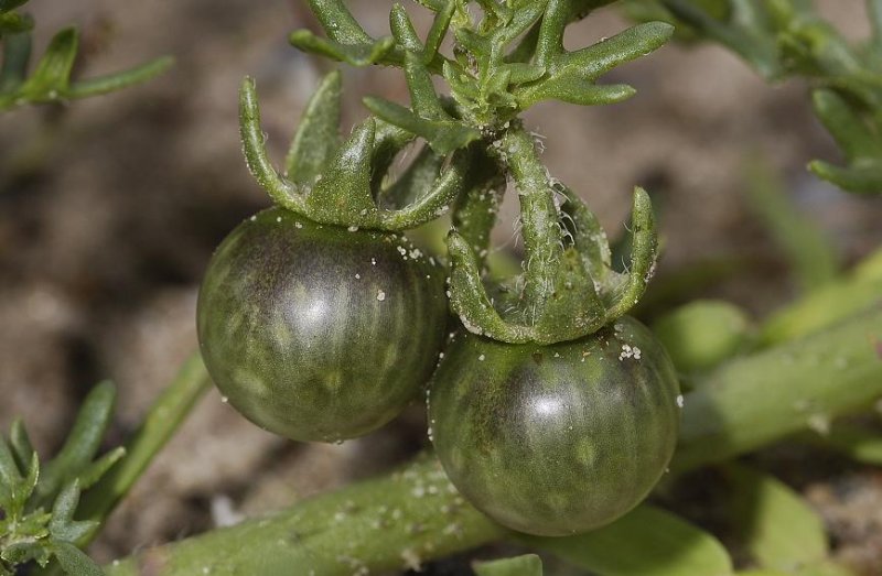 Solanum triflorum. Fruit.