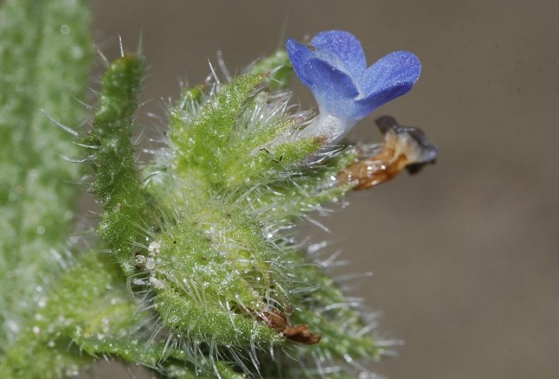 Anchusa arvensis. Showing bent flowerbase.
