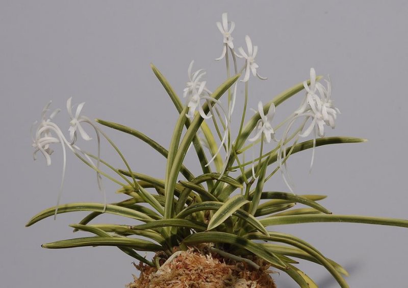 Neofinetia falcata Gojo Fukurin closer.