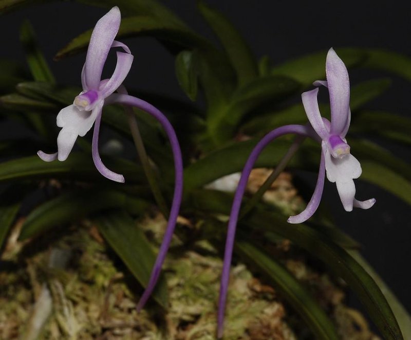 Neofinetia falcata Koutenohana closer.
