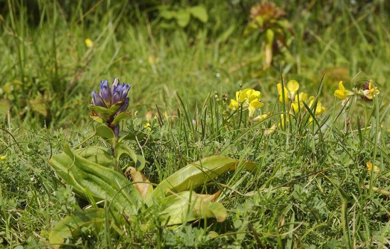 Gentiana cruciata. In habitat.