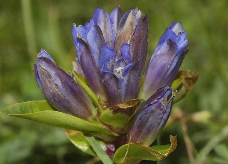 Gentiana cruciata. Close-up.