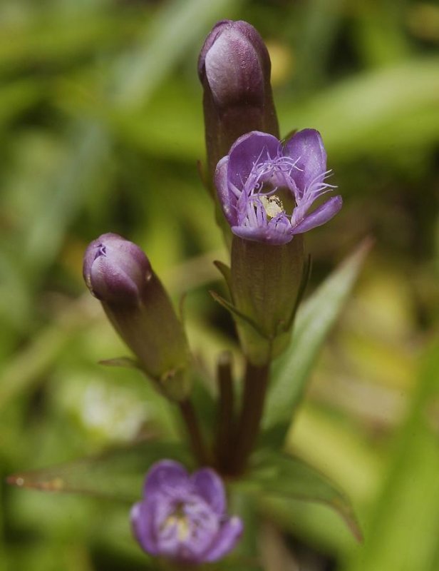 Gentianella amarella subsp. uliginosa.