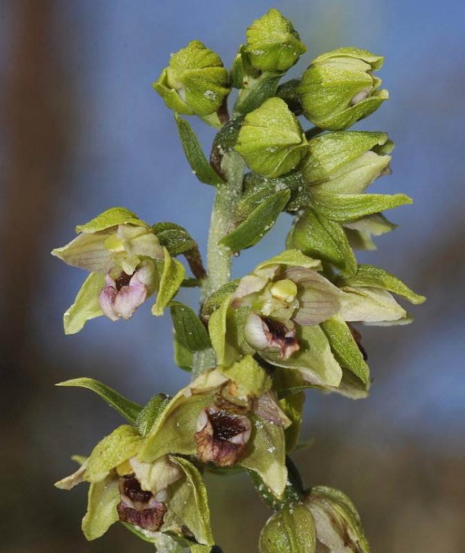 Close-up of that plant.