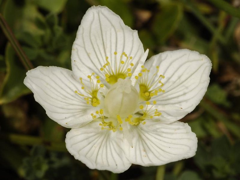 Parnassia palustris. Close-up.
