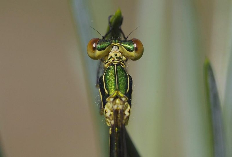 Lestes virens. Close-up.