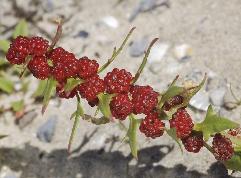 Chenopodium foliosum. Fruits.