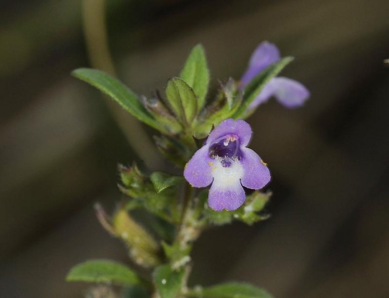 Clinopodium acinos. Close-up.