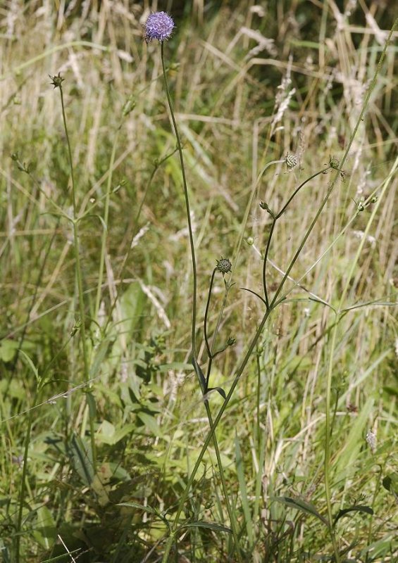 Succisa pratensis.