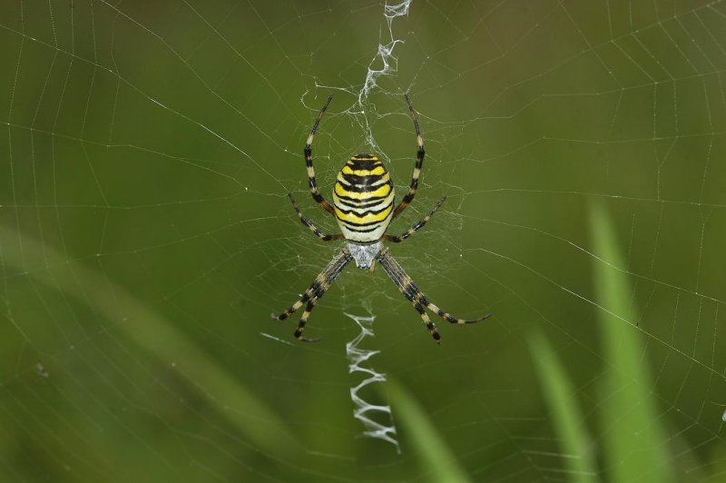 Argiope bruennichi.