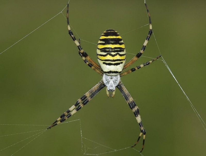 Argiope bruennichi