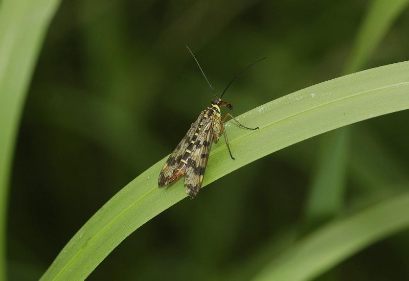 Panorpa communis