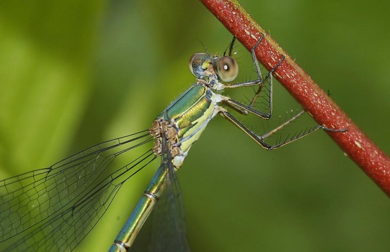 Lestes viridis close-up.