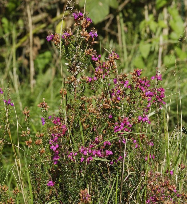 Erica cinerea. Plant.