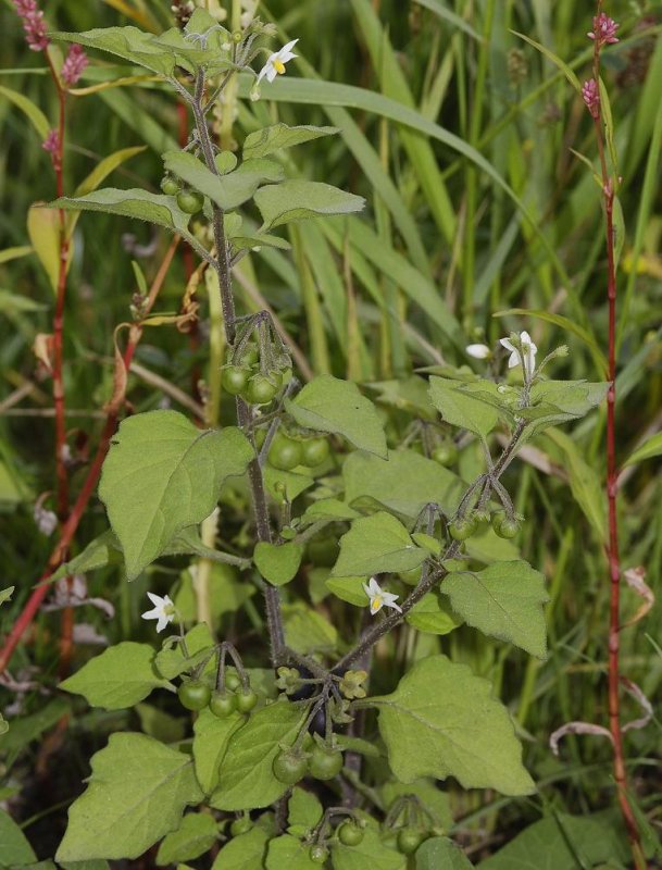 Solanum nigrum.