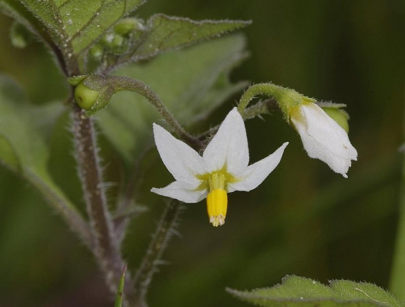 Solanum nigrum. Flower.