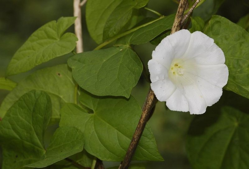 Convolvulus sepium.