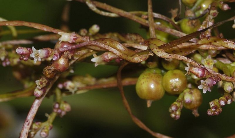 Cuscuta lupuliformis.