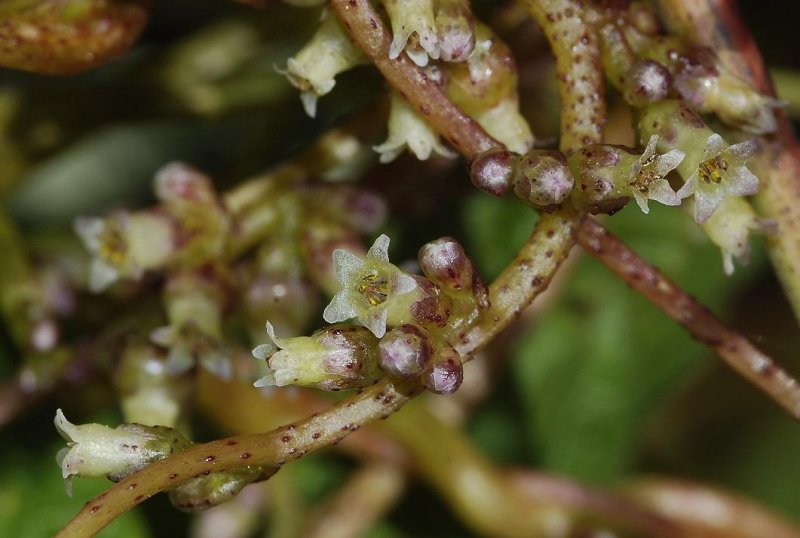Cuscuta lupuliformis.