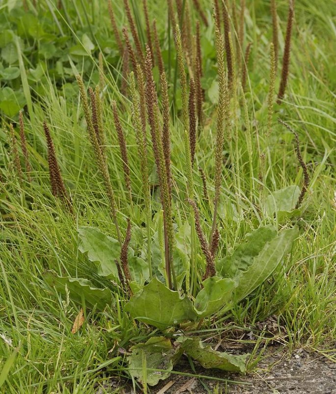 Plantago major subsp. major.