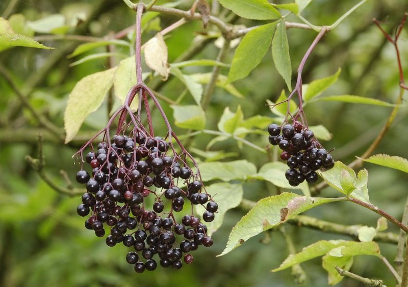 Sambucus nigra. Fruits.