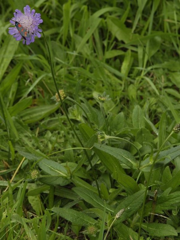 Knautia arvensis.