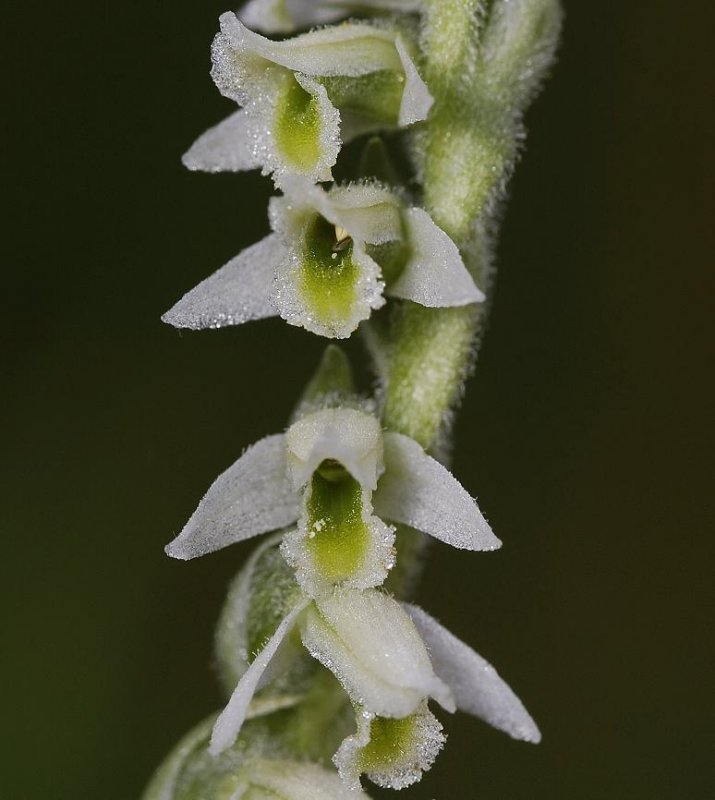 Spiranthes spiralis close-up.(Limburg)