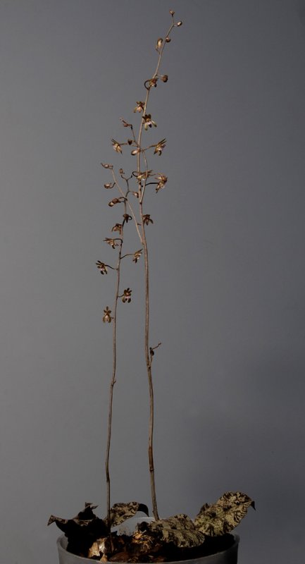Oeceoclades roseovariegata