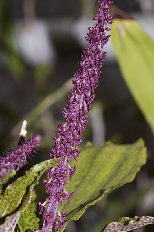 Crepidium punctatum. (Plant courtesy of the Botanical gardens of Leiden)