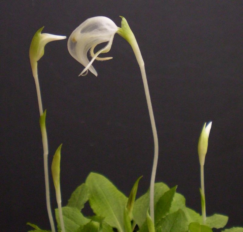 Pterostylis nutans forma alba.