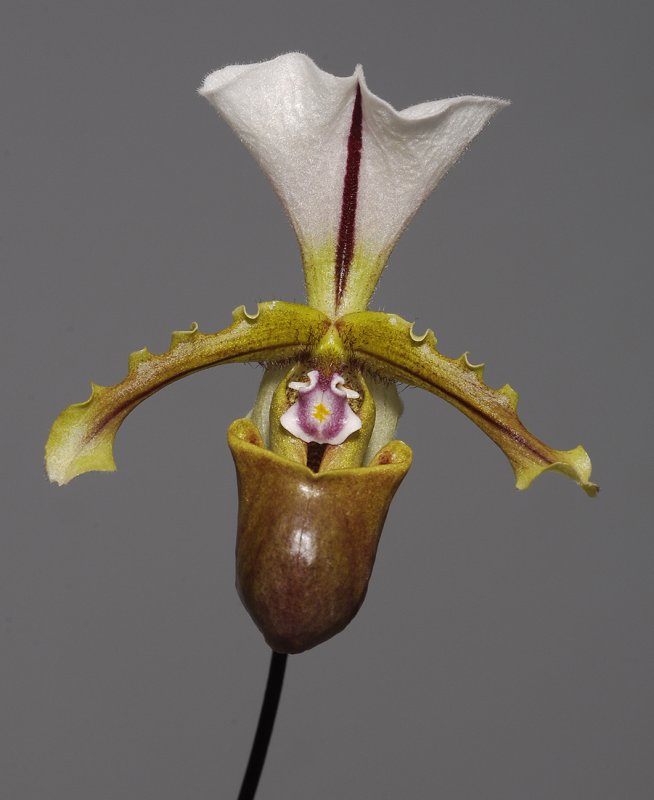 Paphiopedilum spicerianum. (Plant courtesy of Jac Wubben)