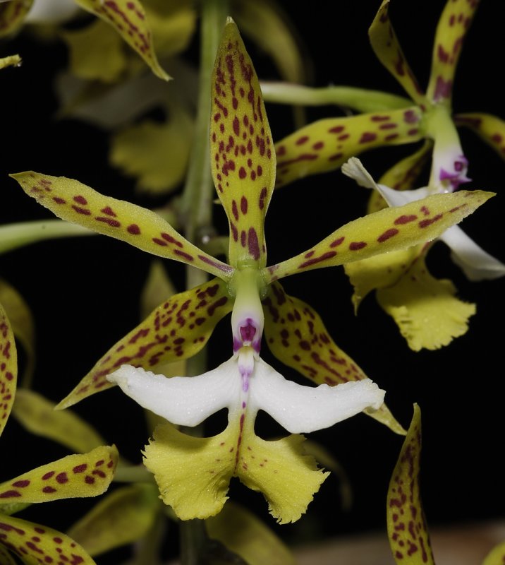 Epidendrum stamfordianum. Close-up.