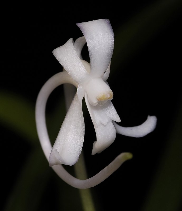 Neofinetia falcata from China Close front.