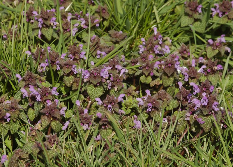 Lamium purpureum var. purpureum.