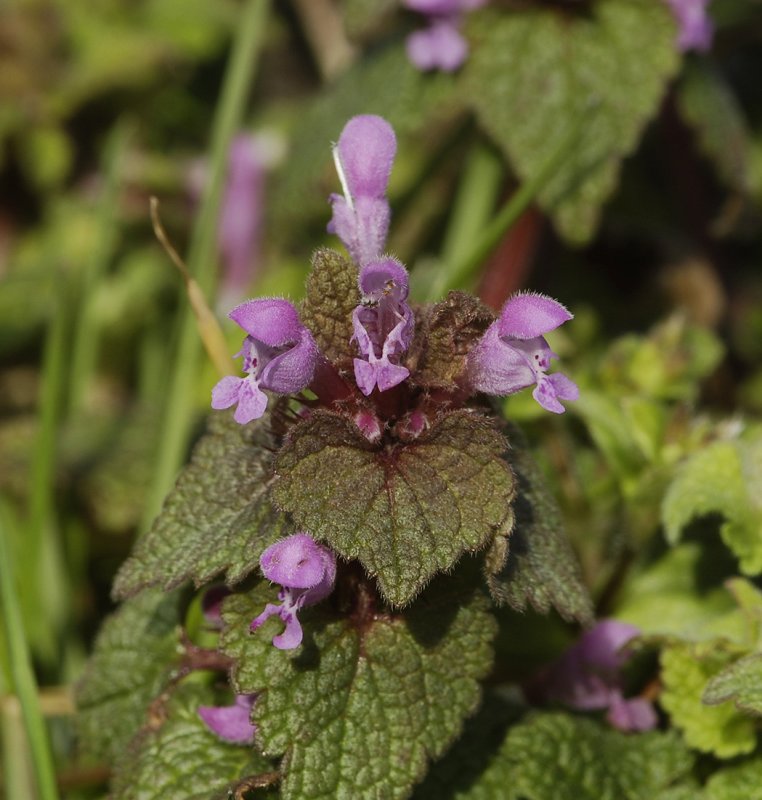 Lamium purpureum var. purpureum. Close-up.