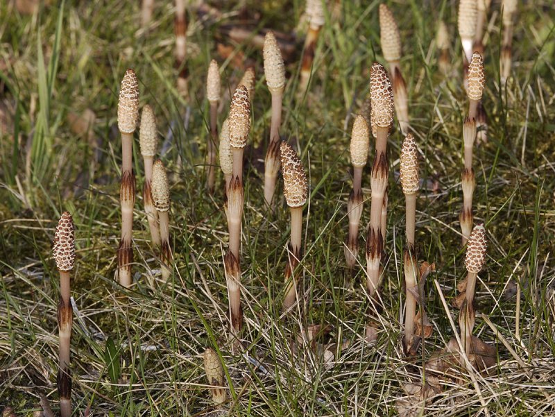 Equisetum arvense.