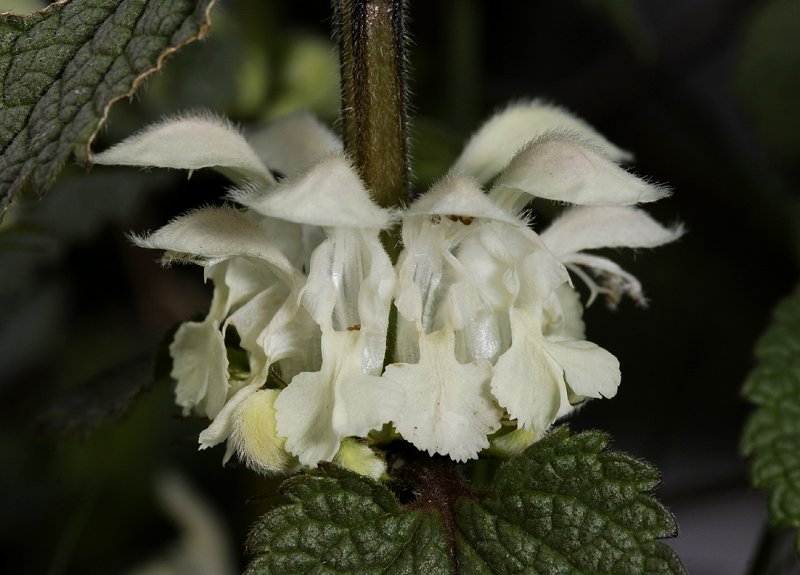 Lamium album. Close-up.