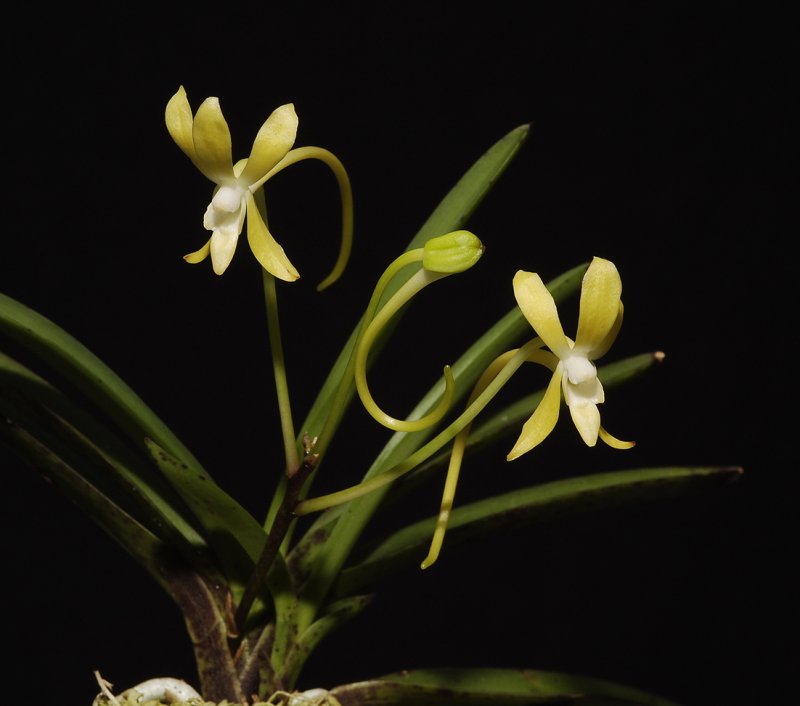 Neofinetia falcata Ogon-Maru Fragrance award 2007.
