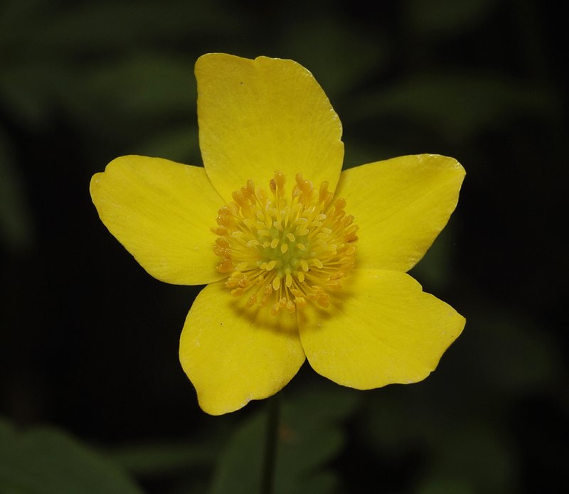 Anemone ranunculoides. Close-up.