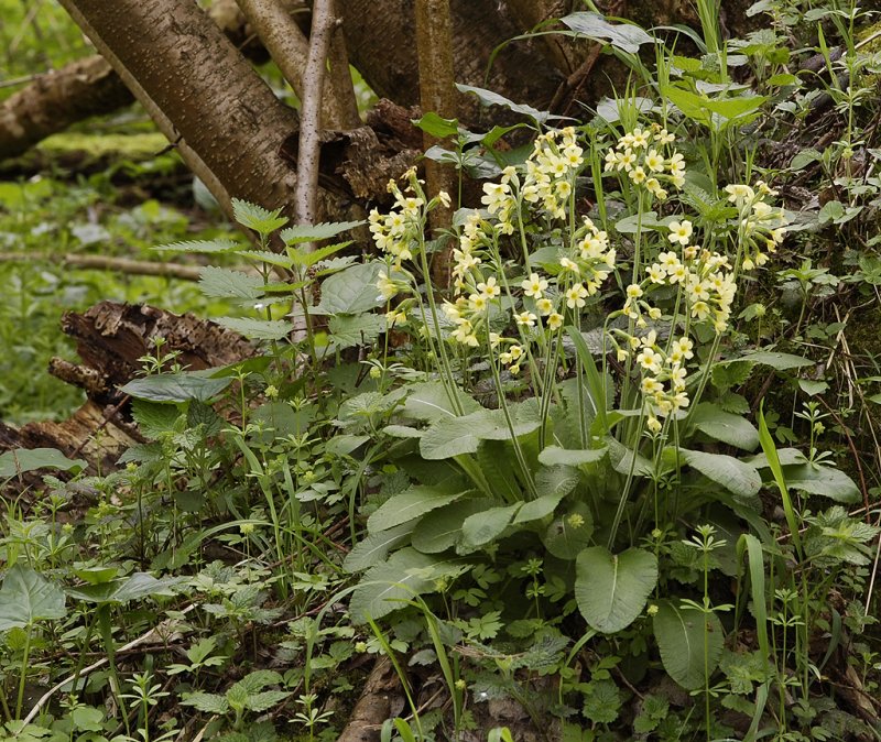 Primula elatior.