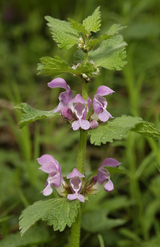 Lamium maculatum.