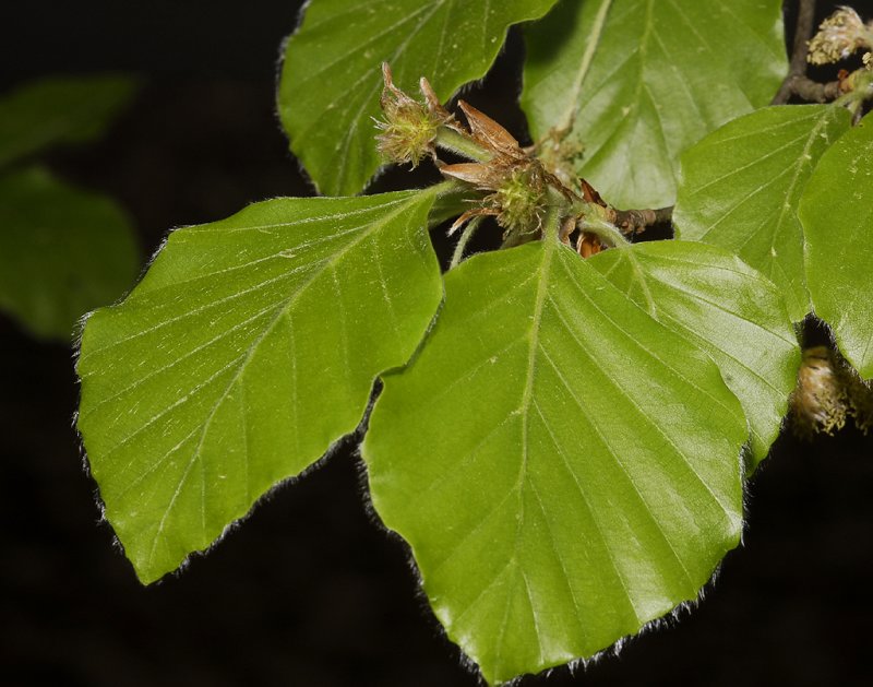 Fagus sylvatica. Female flowers.