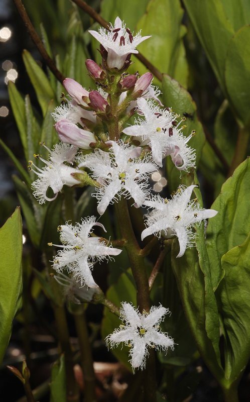Menyanthes trifoliata. Spike.