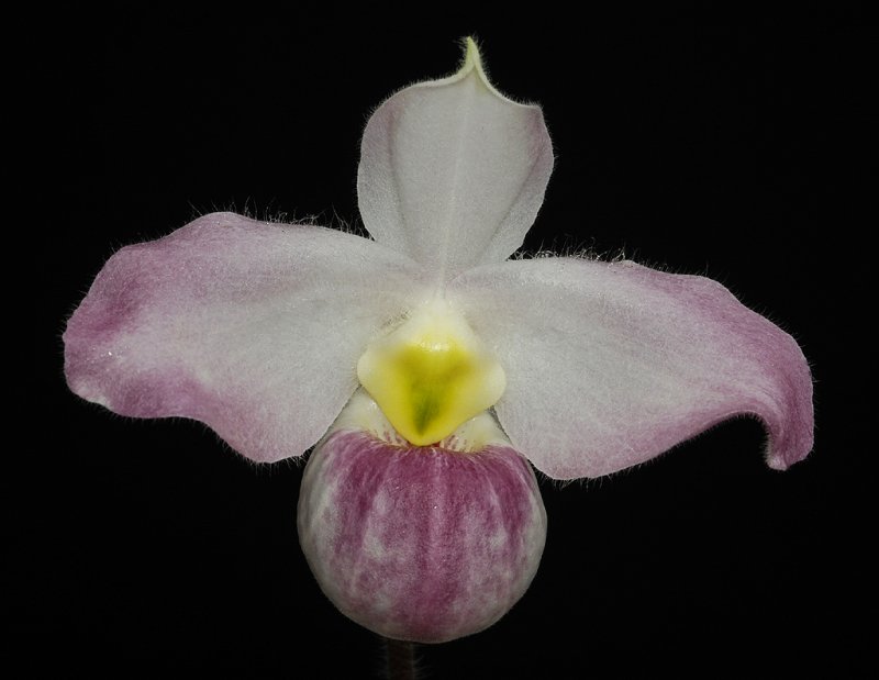 Paphiopedilum vietnamense. (Plant courtesy of Jac. Wubben)