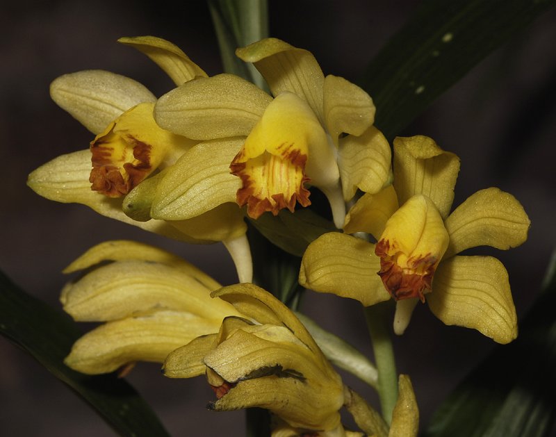 Phaius flavus. (Plant courtesy of Akerne orchids)