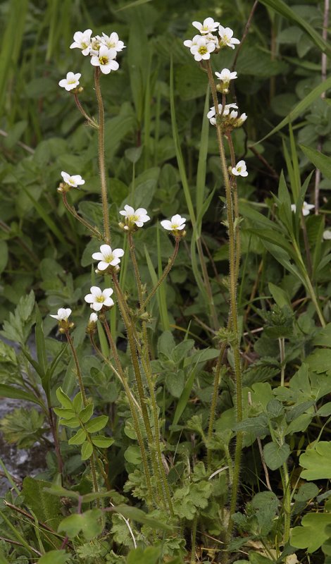 Saxifraga granulata.
