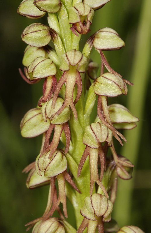 Orchis anthropophora. Closer